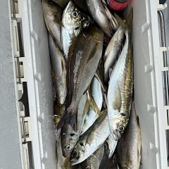 5月 31日（日）午前便・アジ、イサキ釣りの写真その7