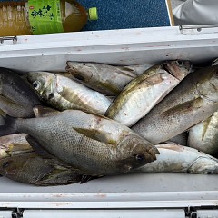 5月 31日（日）午前便・アジ、イサキ釣りの写真その8