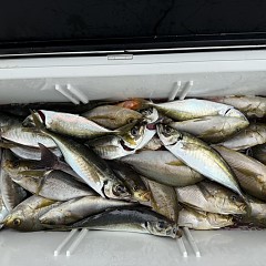 5月 31日（日）午前便・アジ、イサキ釣りの写真その9