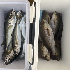 6月 1日（月）午後便・アジ、イサキ釣りの写真その5