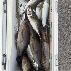 6月 1日（月）午後便・アジ、イサキ釣りの写真その8