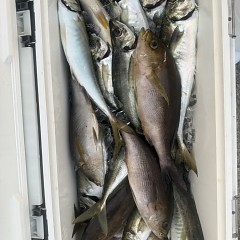 6月 1日（月）午後便・アジ、イサキ釣りの写真その11