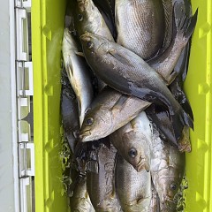 6月 1日（月）午前便・アジ、イサキ釣りの写真その9