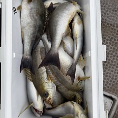 6月 5日（金）午後便・アジ、イサキ釣りの写真その7