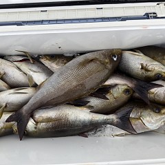 6月 5日（金）午後便・アジ、イサキ釣りの写真その8