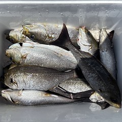 6月 1日（月）午前便・アジ、イサキ釣りの写真その12