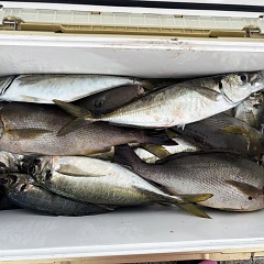 6月 1日（月）午後便・アジ、イサキ釣りの写真その12