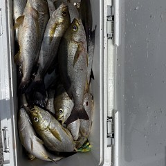 6月 6日（土）午前便・イサキ釣りの写真その6
