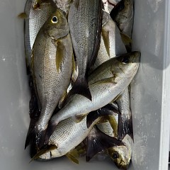 6月 6日（土）午前便・イサキ釣りの写真その9