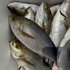 6月 6日（土）午前便・イサキ釣りの写真その10