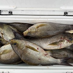 6月 6日（土）午後便・イサキ釣りの写真その9