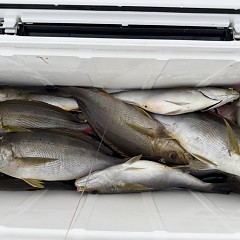 6月 6日（土）午後便・イサキ釣りの写真その11