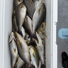 6月 7日（日）午前便・イサキ釣りの写真その6