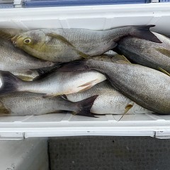 6月 7日（日）午前便・イサキ釣りの写真その7