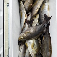 6月 7日（日）午前便・イサキ釣りの写真その9
