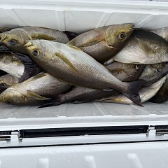 6月 7日（日）午前便・イサキ釣りの写真その11