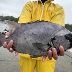 6月7日(日)午前便・イシダイ釣りの写真その8