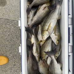 6月 8日（月）午後便・イサキ釣りの写真その7