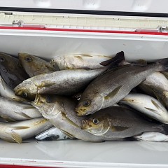 6月 8日（月）午後便・イサキ釣りの写真その8