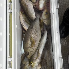 6月 8日(月)午後便・イサキ釣りの写真その1