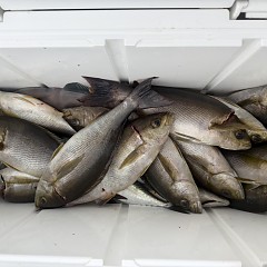 6月 8日(月)午後便・イサキ釣りの写真その3