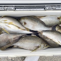 6月 8日(月)午後便・イサキ釣りの写真その4