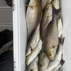 6月 8日(月)午後便・イサキ釣りの写真その8