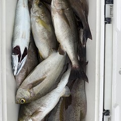 6月 8日(月)午後便・イサキ釣りの写真その12