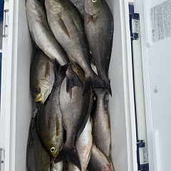 6月 9日（火）午前便・イサキ釣りの写真その11