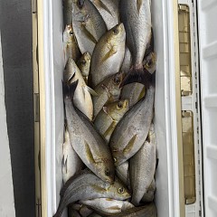 6月 9日（火）午後便・イサキ釣りの写真その7
