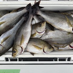 6月 9日（火）午後便・イサキ釣りの写真その8