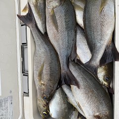 6月 9日（火）午後便・イサキ釣りの写真その9