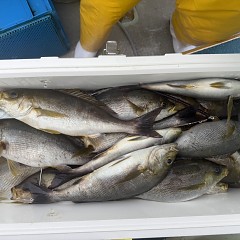 6月 9日（火）午後便・イサキ釣りの写真その12