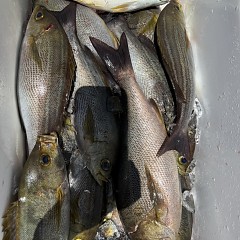 6月 10日（水）午前便・イサキ釣りの写真その7