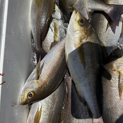 6月 10日（水）午前便・イサキ釣りの写真その9