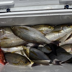 6月 10日（水）午前便・イサキ釣りの写真その12
