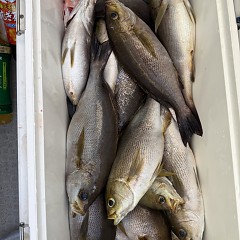 6月 10日（水）午後便・イサキ釣りの写真その9