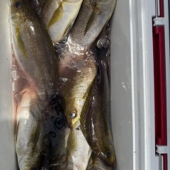 6月 11日（木）午前便・イサキ釣りの写真その7