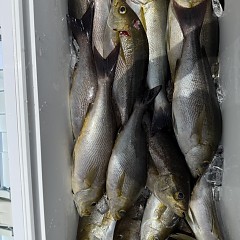 6月 11日（木）午前便・イサキ釣りの写真その9