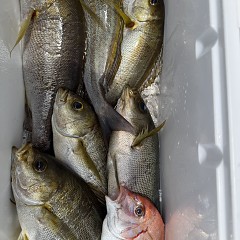 6月 11日（木）午前便・イサキ釣りの写真その12