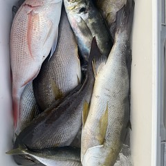 6月 11日(木)午後便・イサキ釣りの写真その5