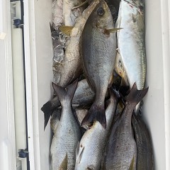 6月 11日(木)午後便・イサキ釣りの写真その6