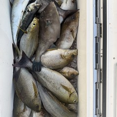 6月 11日(木)午後便・イサキ釣りの写真その7