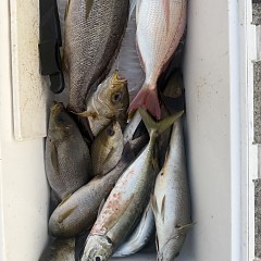 6月 11日(木)午後便・イサキ釣りの写真その8