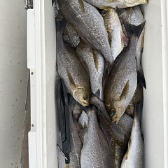 6月 11日（木）午後便・イサキ釣りの写真その8