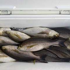 6月 11日（木）午後便・イサキ釣りの写真その10
