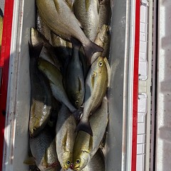 6月 12日（金）午前便・イサキ釣りの写真その6