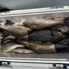 6月 12日（金）午前便・イサキ釣りの写真その8