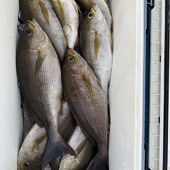 6月 12日（金）午後便・イサキ釣りの写真その9
