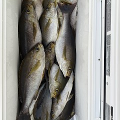 6月 12日（金）午後便・イサキ釣りの写真その12